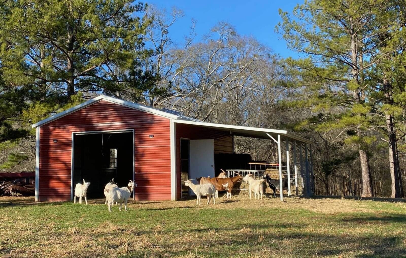 New Zealand Kiko Goats Kiko Goats Farm in Good Hope,