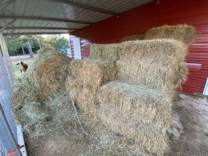 Square and Round Bail Hay