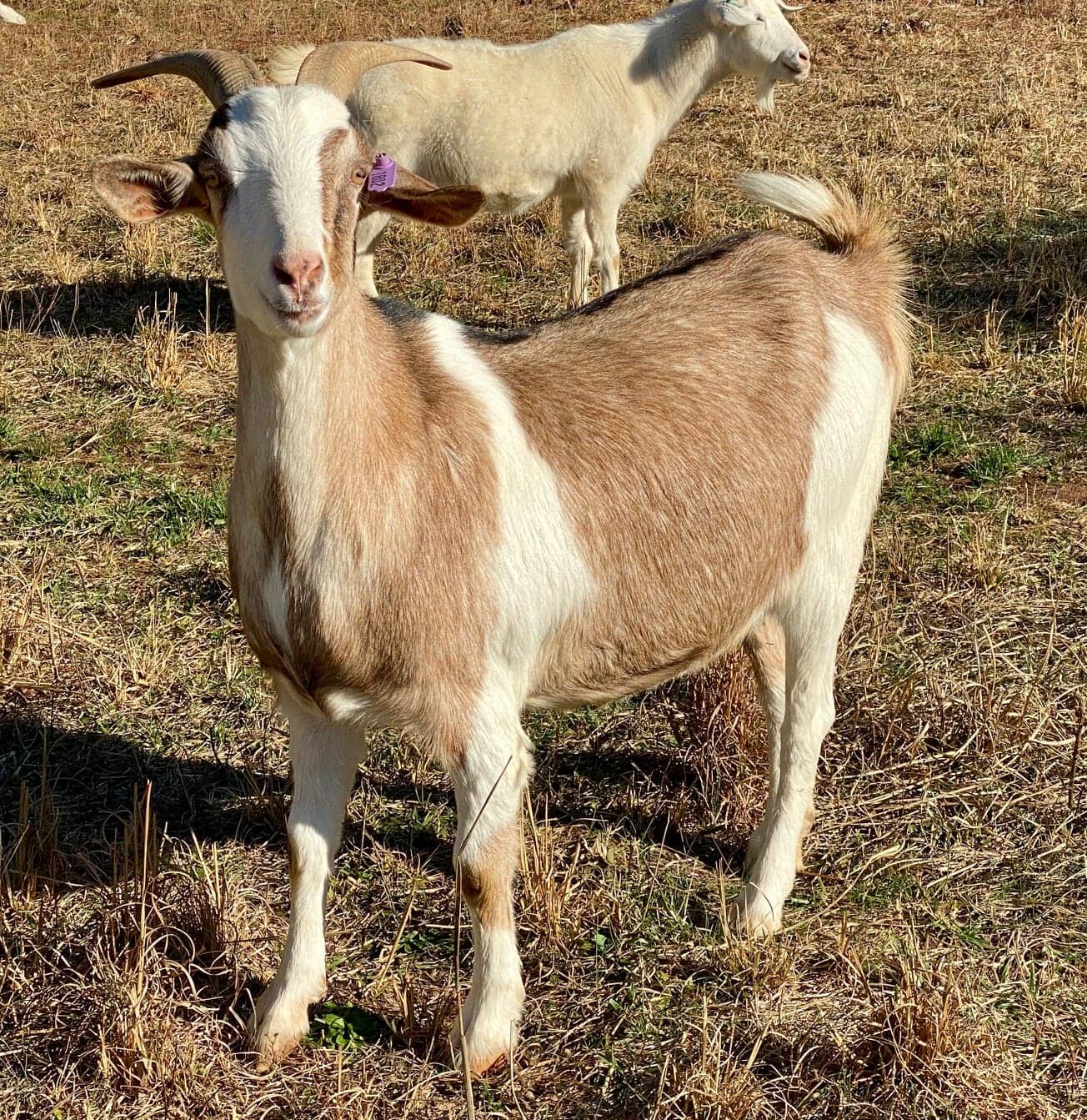 Meet Our Kiko Goats Nature Nook Kiko Goats Farm