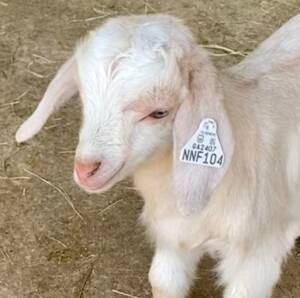 Goat Ear Tag Placement