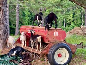 International Harvester 510 Grain Drill