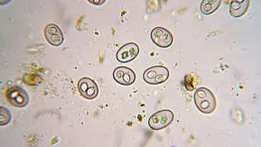 Coccidia in Goat