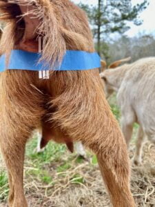 Keytone strips on goat