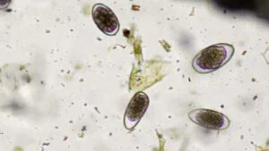 Goat Fecal - Barbar Pole Eggs