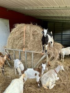 Round Bale Hay Feeder