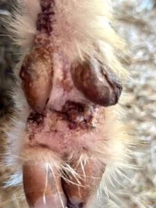 Goat mites on legs