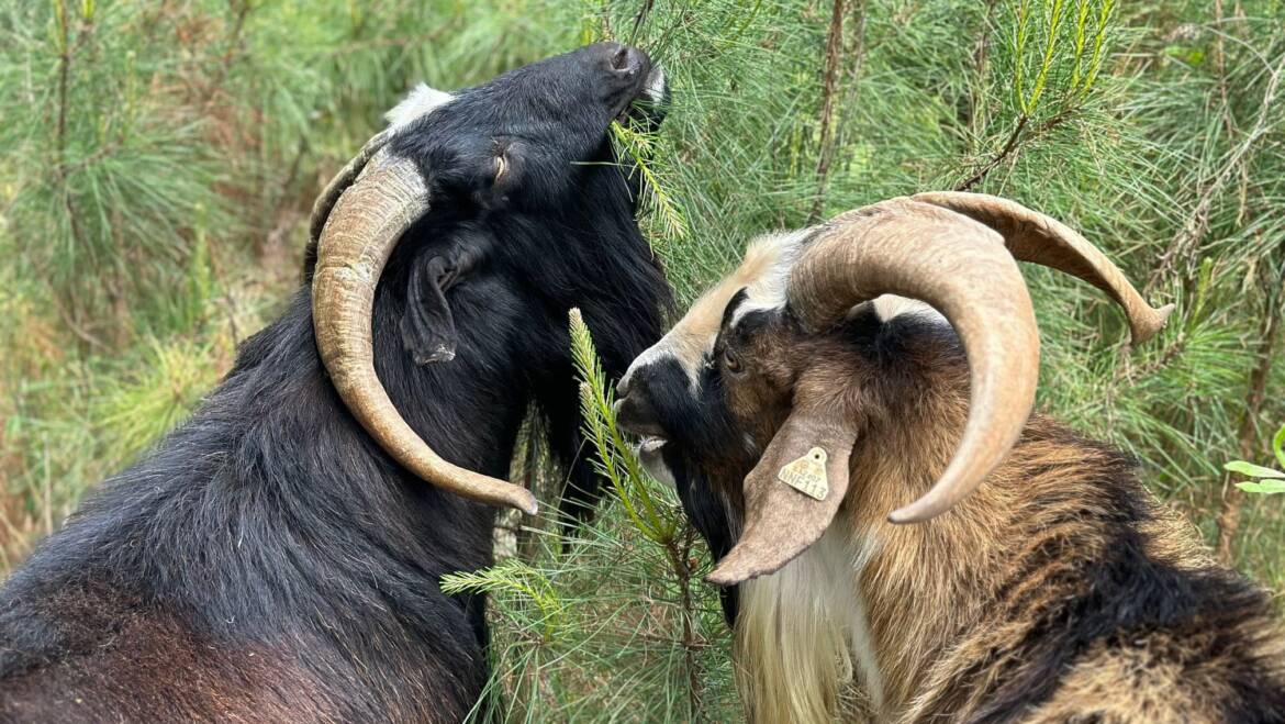 The Kiko Goat History