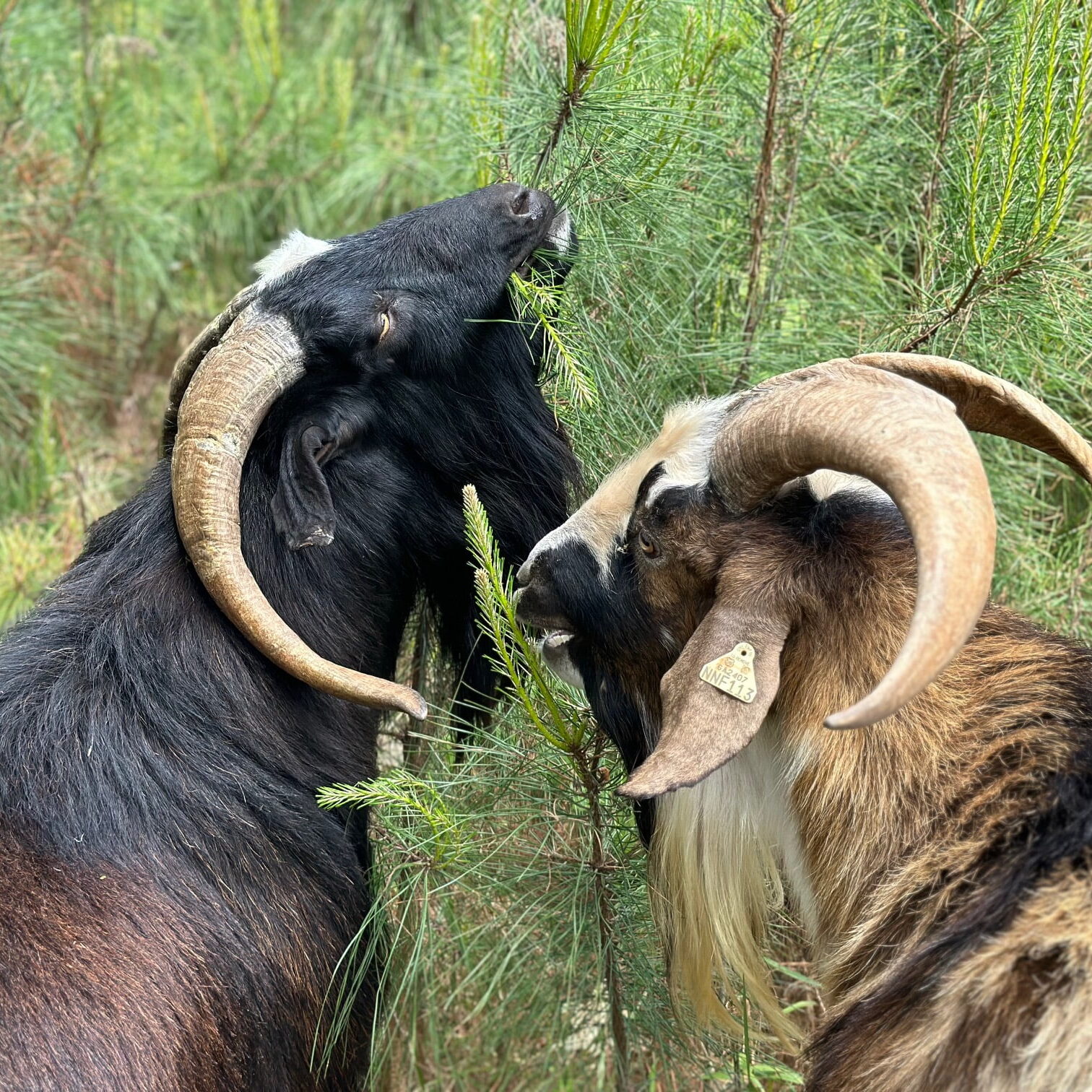 Kiko Goats for Sale Kiko Goats for sale