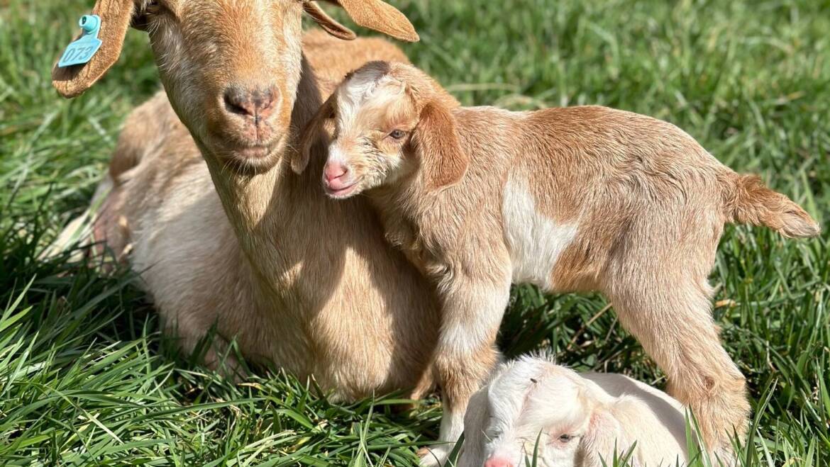 Why buy Kiko goats?