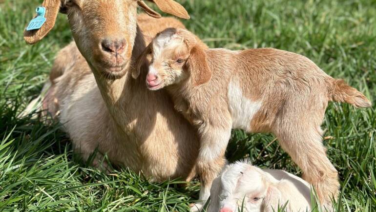 Why buy Kiko goats?
