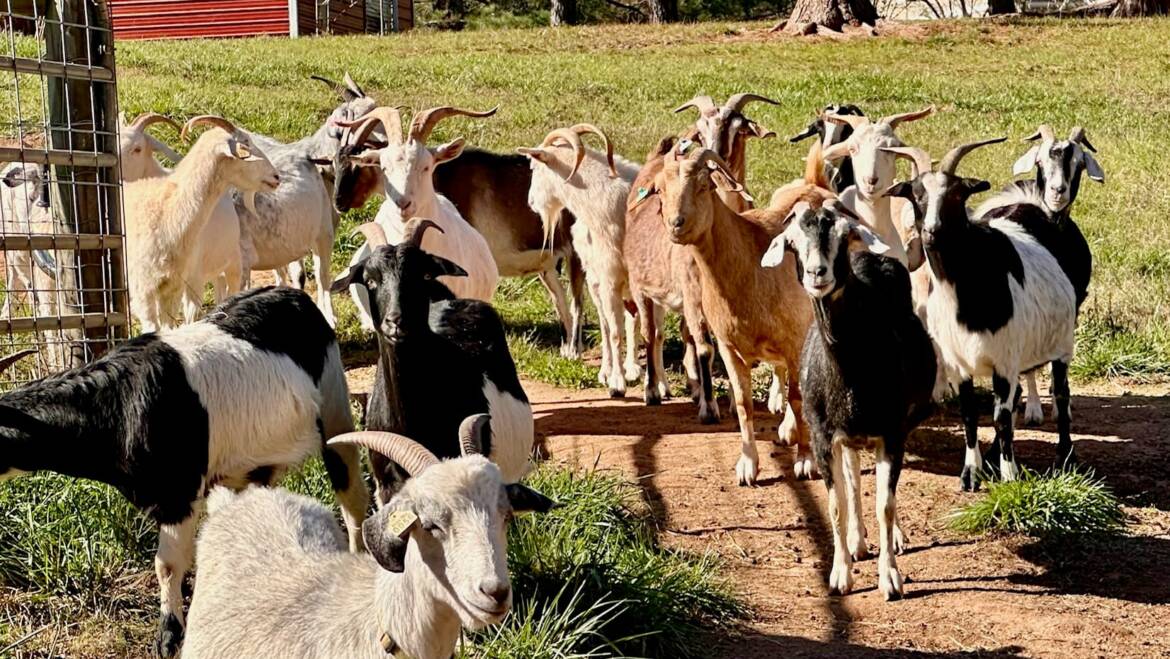 Key Considerations For Meat Goats Farming
