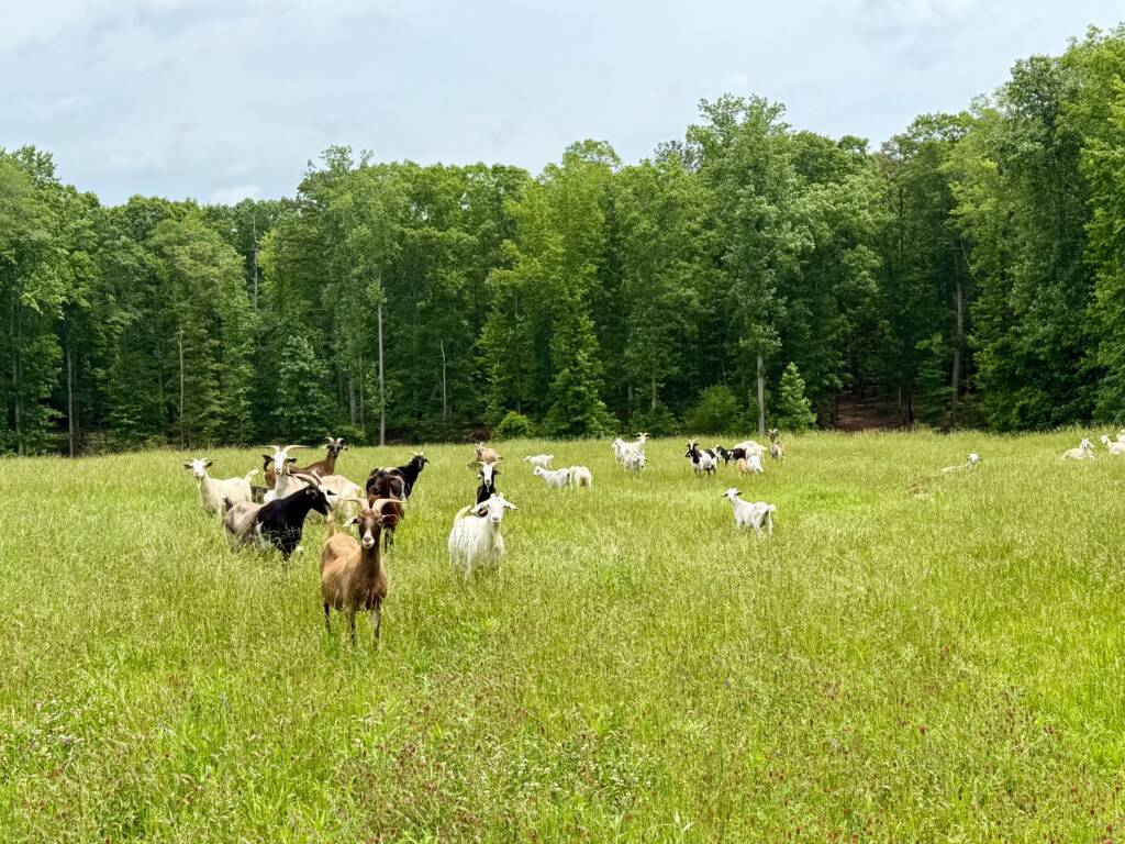 CrimsonClove-HairyVetch-Rye-Fescue-Pasture