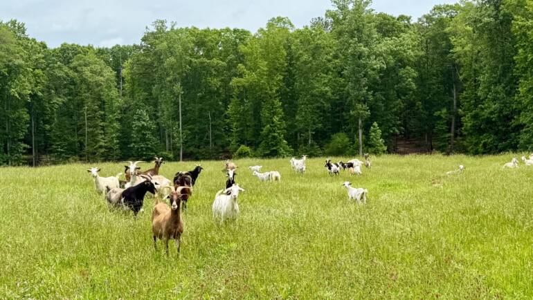 Best Spring and Fall Goat Pasture Mixes