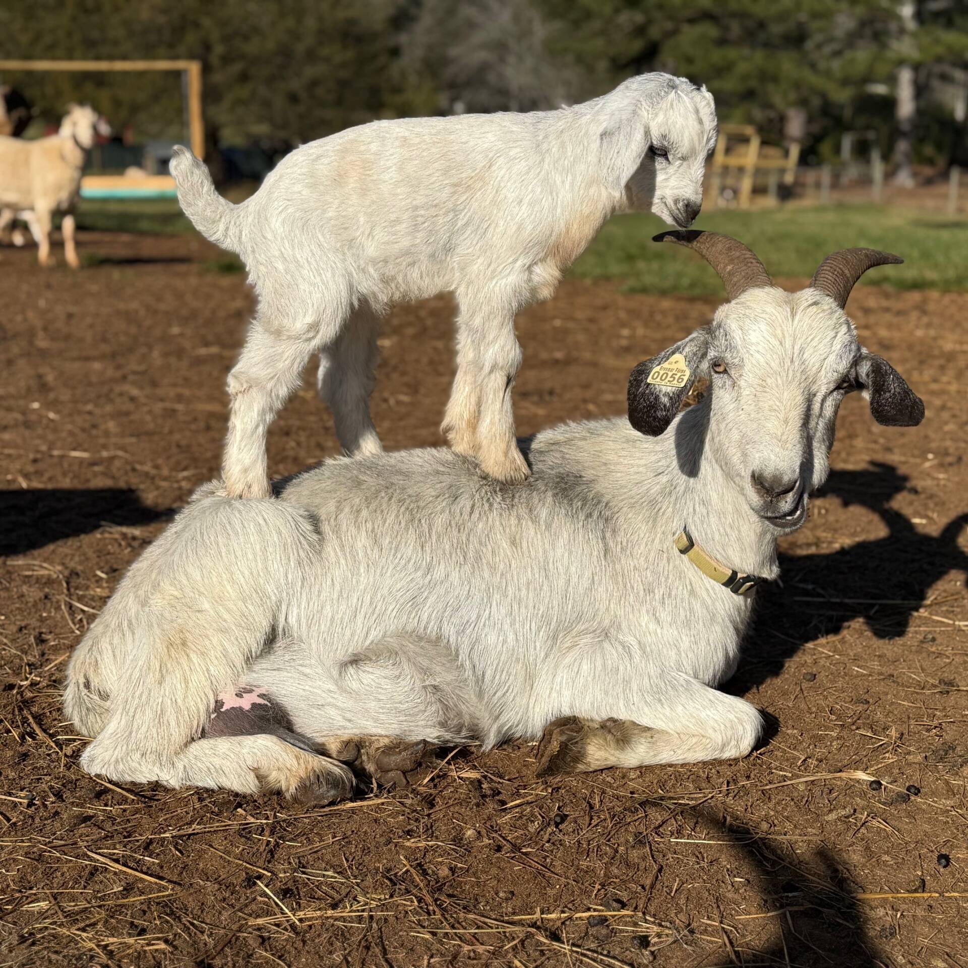 Sparkleandkid Kiko goat doe and kid