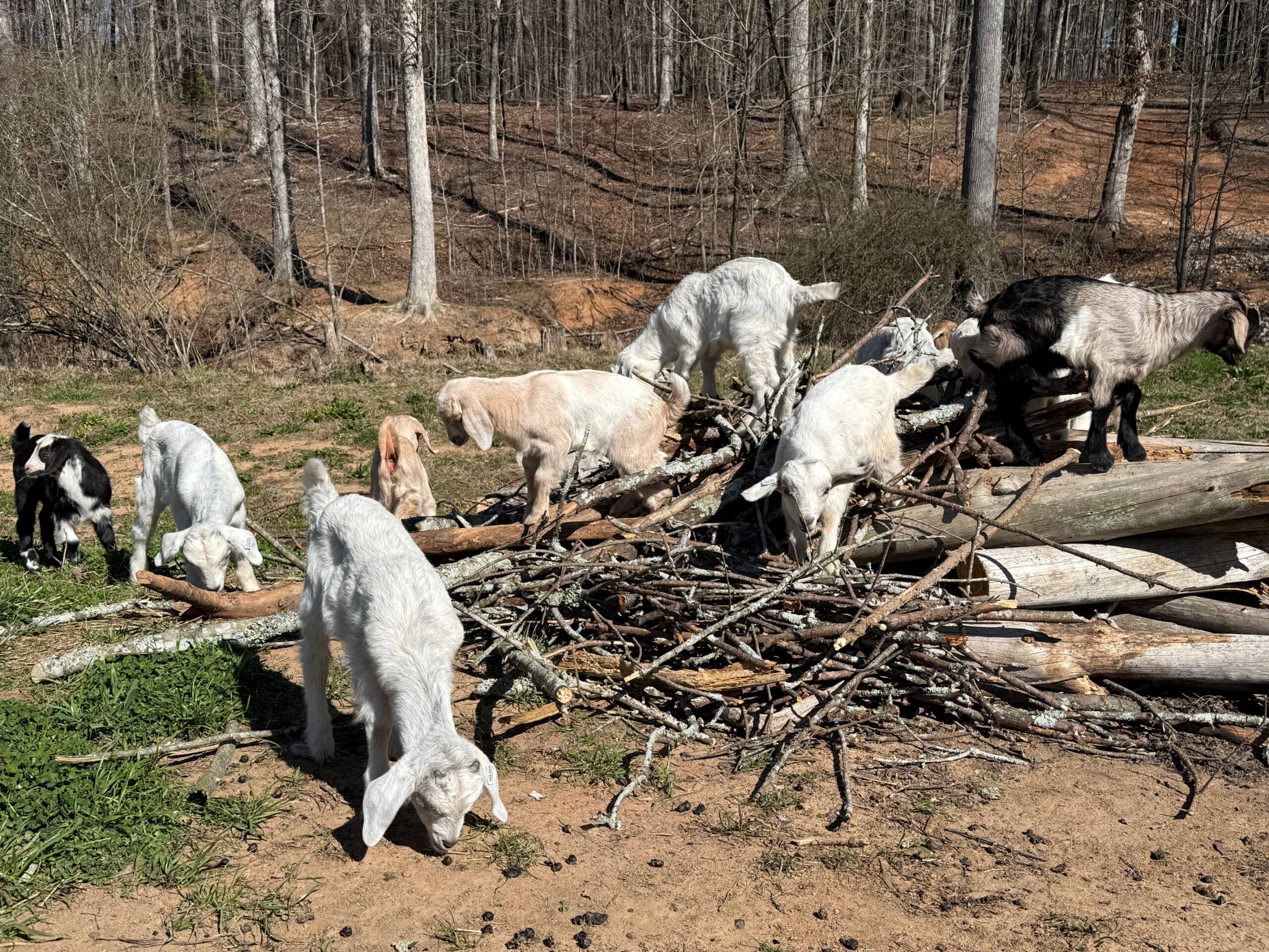 Natural Goat Nutrition