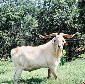 Goliaths Keeper Kiko Herd Sire