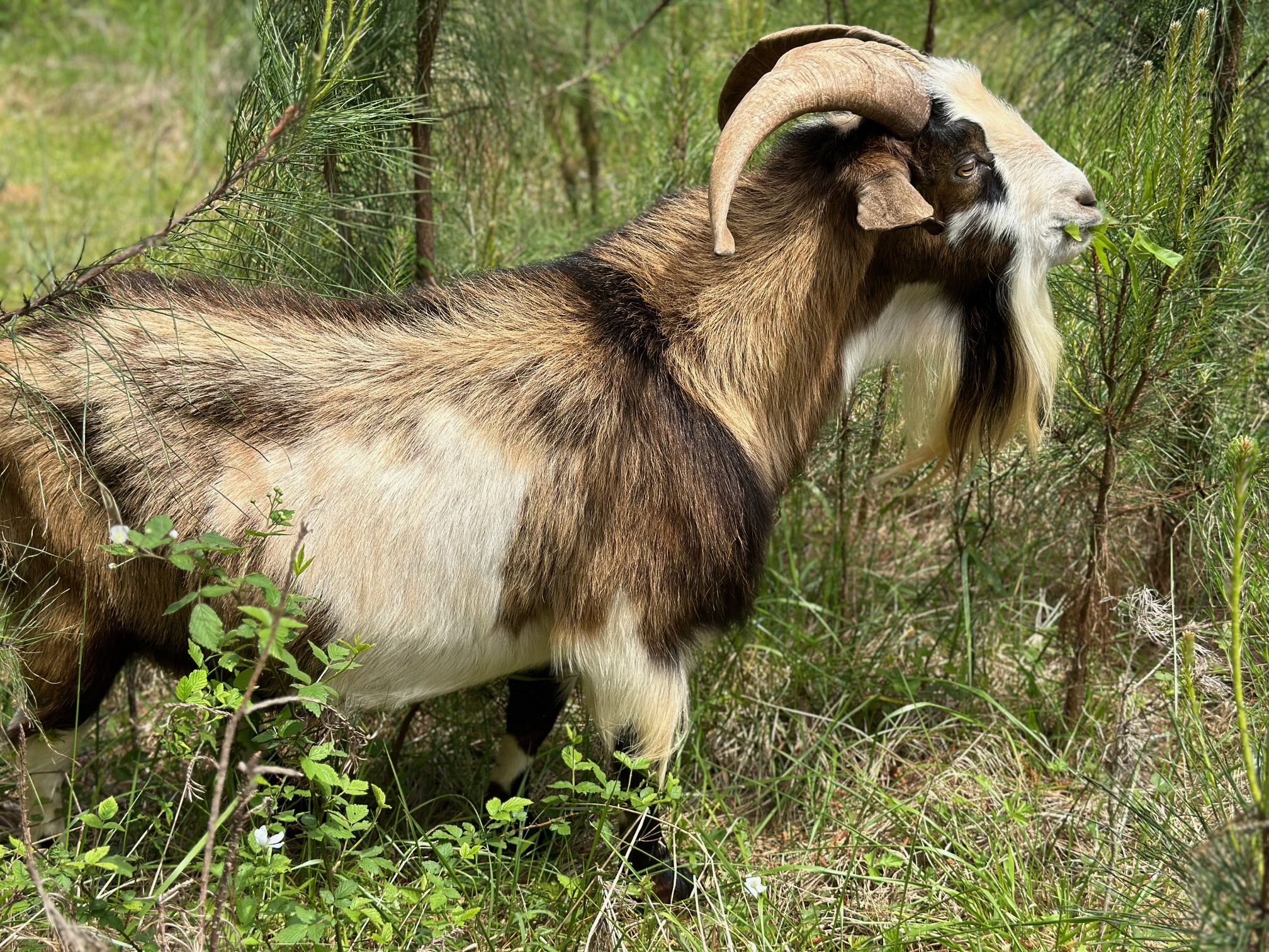 Outlaws Bandit Kiko Herd Sire