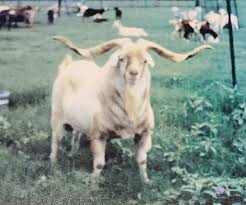 Moneymaker Kiko Herd Sire