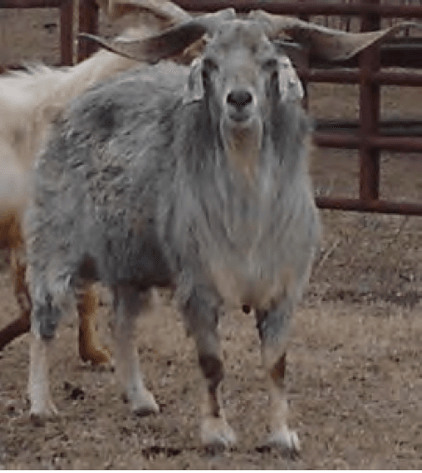 Blue's Son Kiko Herd Sire