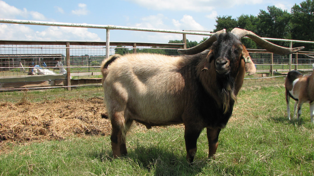 Cherokee Fiddler Kiko Herd Sire