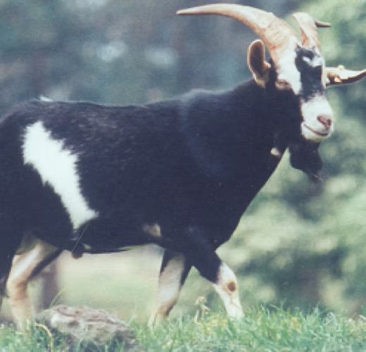 Goatex 26/89 Kiko Herd Sire