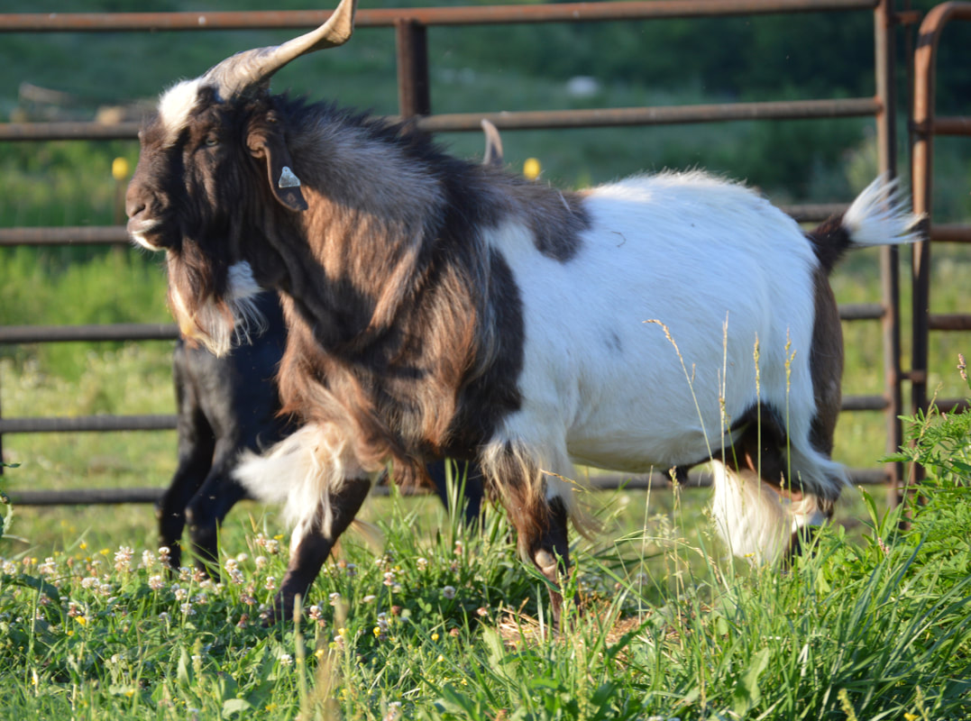 Indian Outlaw Kiko Herd Sire