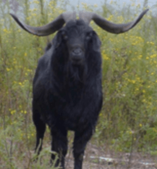 Pango Hua Kiko Herd Sire