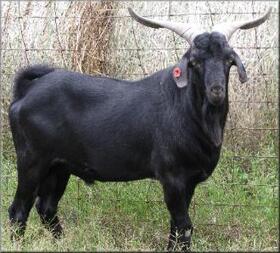 Warsaw Kiko Herd Sire