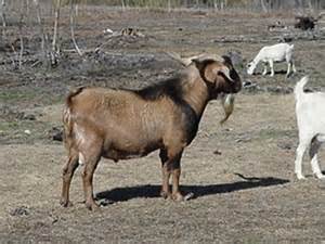 Sunboy 117 Loverboy Kiko Herd Sire