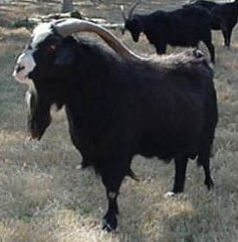 Tazman Zoro Kiko Herd Sire