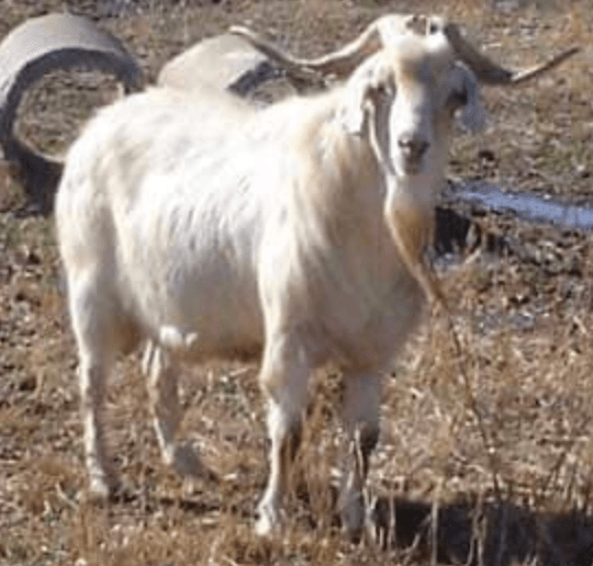 Titans Hammer Kiko Herd Sire