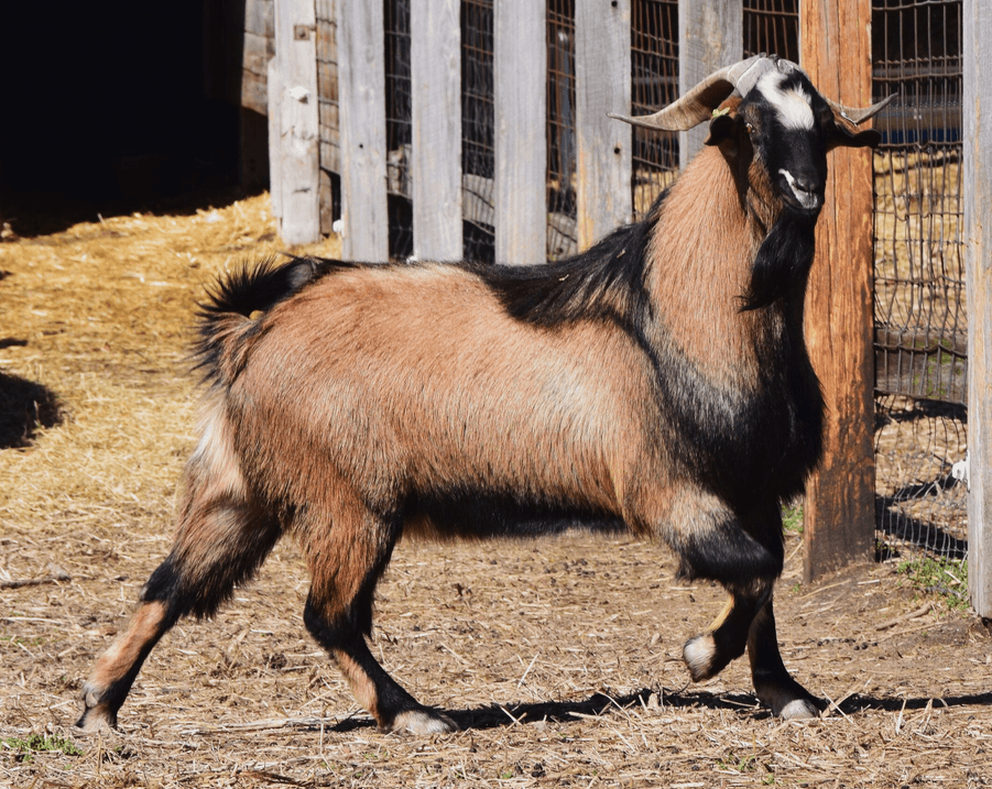 Zeus Sting Bear Kiko Herd Sire