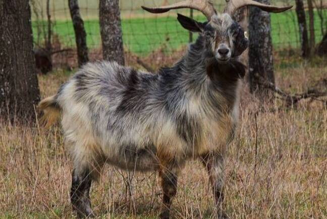 Notable Reference Kiko Herd Sire Pedigree, Traits, & Legacy