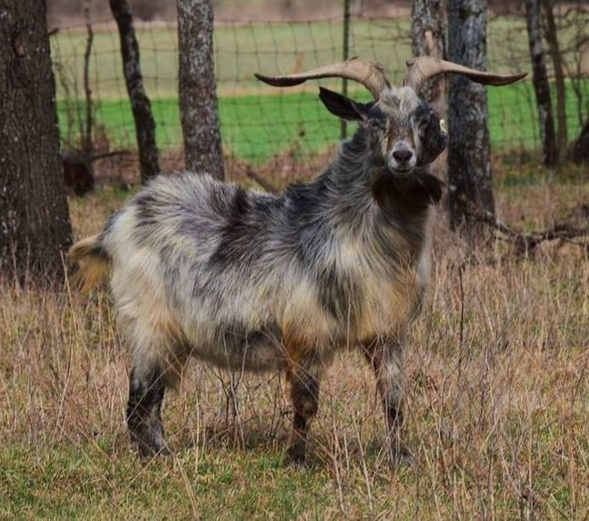 Copyright Tough Kiko Herd Sire