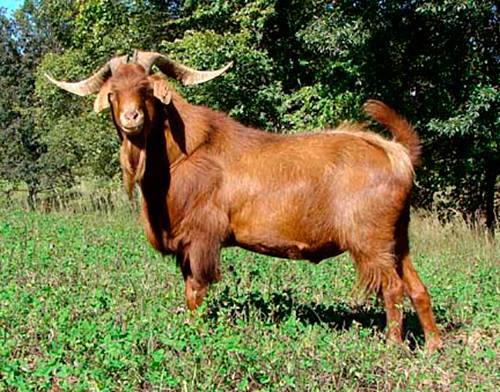 Rusty Kiko Herd Sire