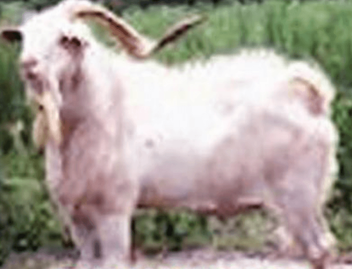 Goatex Generator Kiko Herd Sire