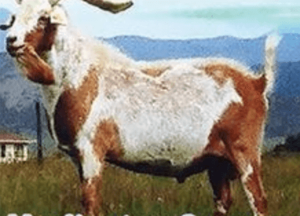 Heslington Sesame Kiko Herd Sire