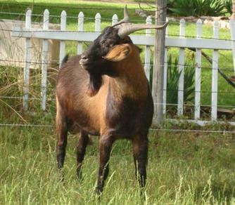 MRG Outlaw Kiko Herd Sire