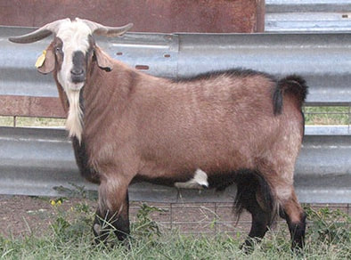 Iron Horse Kiko Herd Sire