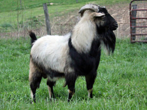 SportsKat Kiko Herd Sire