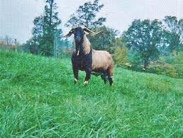 Sunboy Stanton 149 Nick Kiko Herd Sire