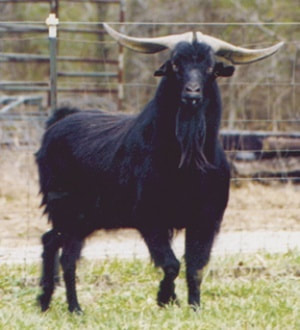 Tay Onyx Kiko Herd Sire