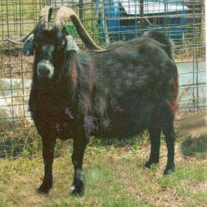 Terminator XX Kiko Herd Sire