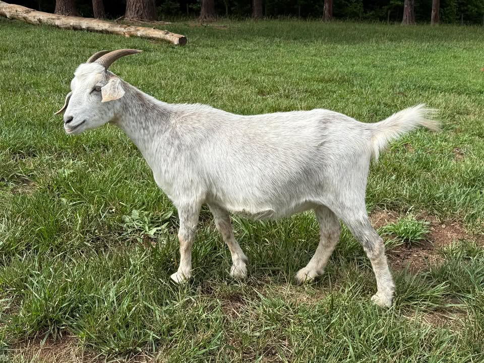 Nature’s Nook Farm