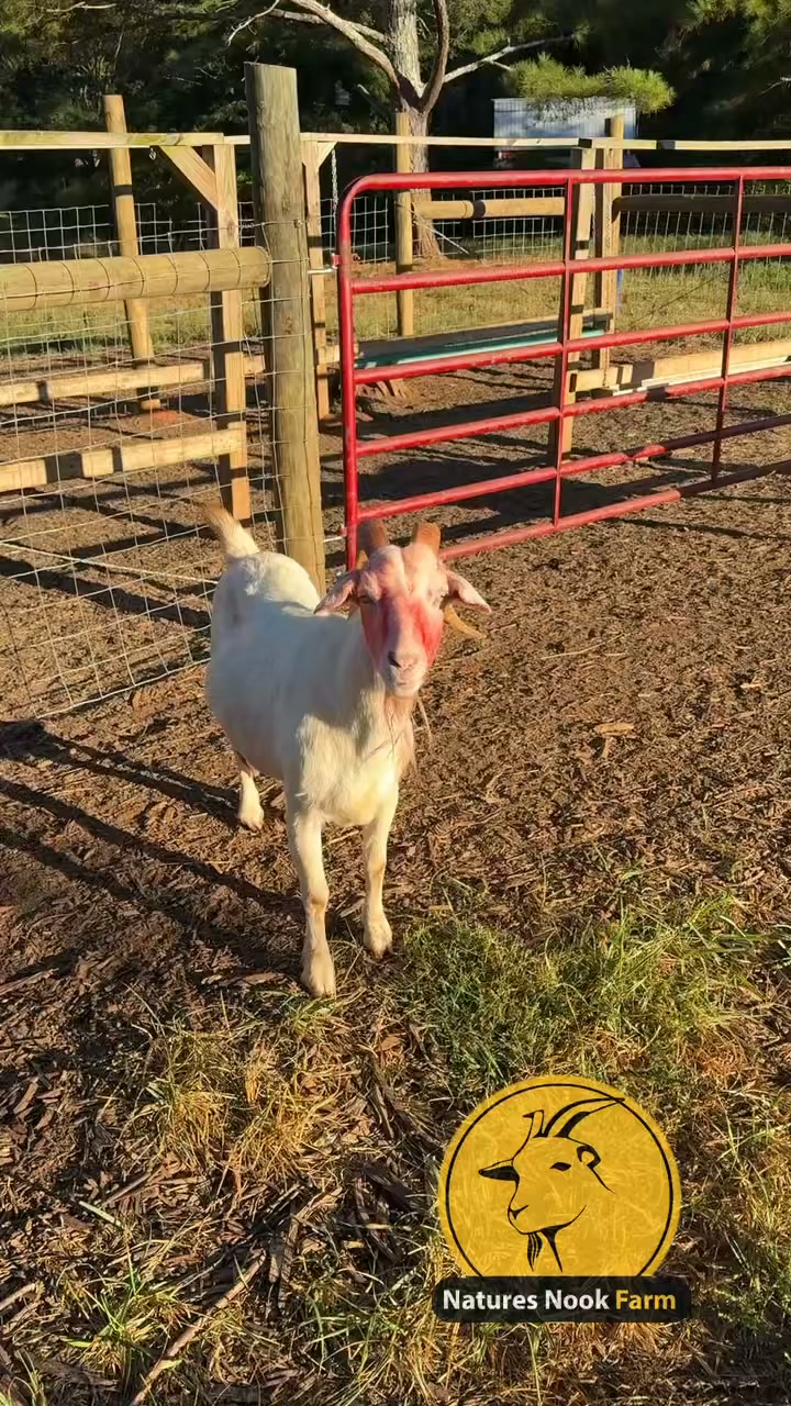 Nature’s Nook Farm