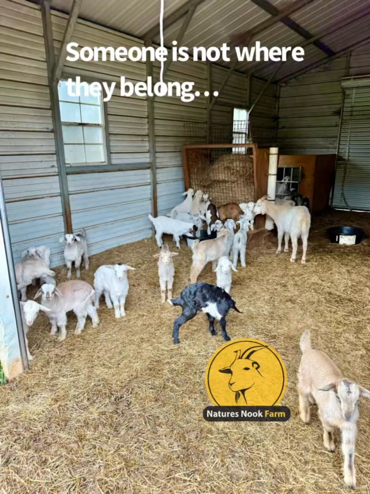 Nature’s Nook Farm