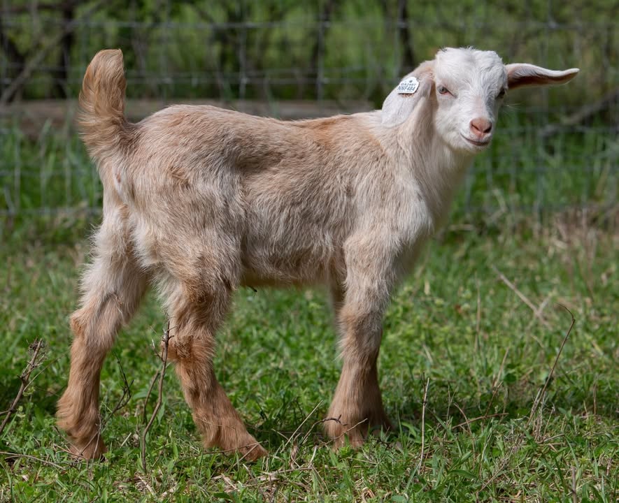 Nature’s Nook Farm